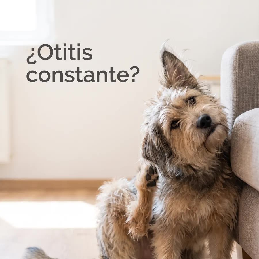 Tu peludo no para de rascarse